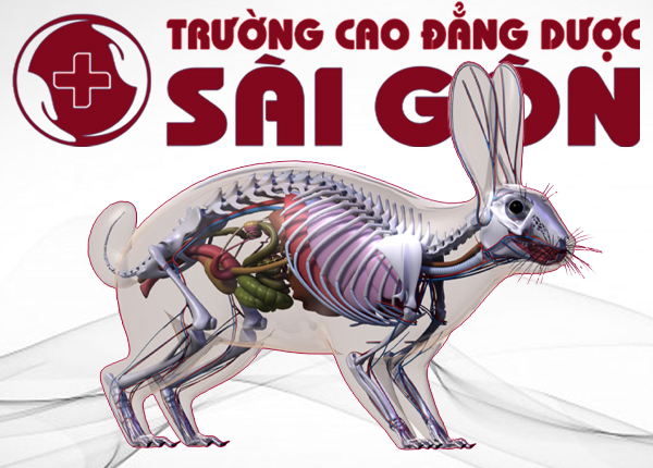 Những điều thú vị về nghề Cử nhân Cao đẳng ngành Thú Y