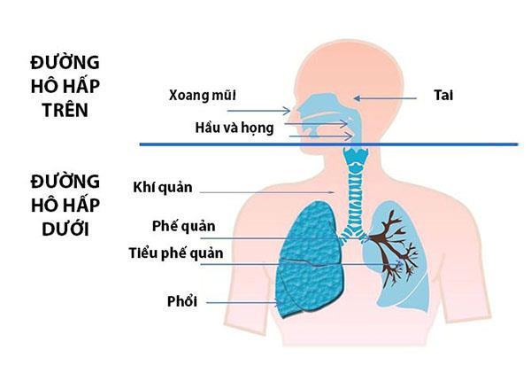 Cùng B.s Trường Dược Sài Gòn tìm hiểu về bệnh viêm đường hô hấp dưới