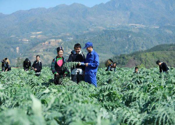 Điểm danh những vùng đất trồng Dược liệu chuẩn thế giới tại Việt Nam