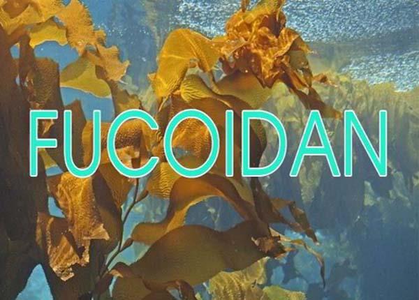 Lợi ích của hợp chất Fucoidan đối với sức khỏe
