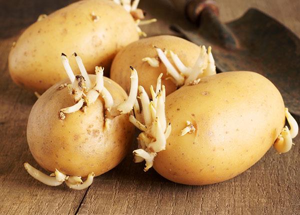 Nguy cơ tử vong khi ăn khoai tây nảy mầm