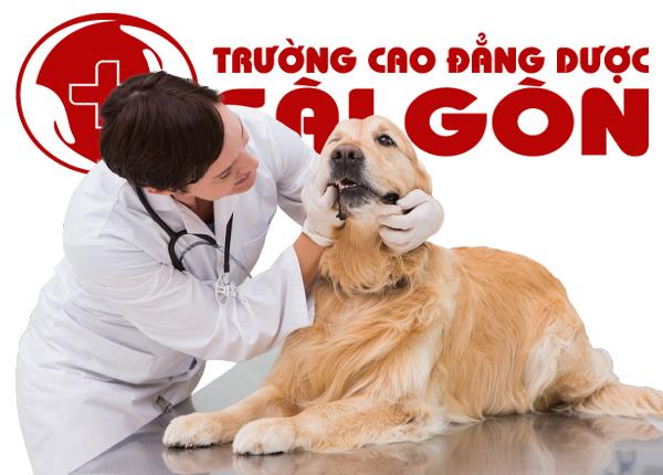 Những kỹ năng cần có để thành công trong ngành Thú Y