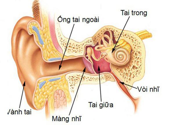 Y sĩ Y học cổ truyền Sài Gòn hướng dẫn trị viêm tai giữa